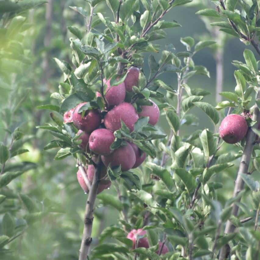 [Pre-order] Kinnaur Apples(Golden Kinnaur Apple, and Assorted Box (Golden/Black Gold) 5kgs