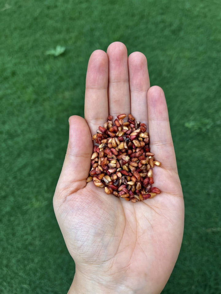 Buy Dried Pomegranate Seeds (Anardana) 500gms | Wild Valley Foods - My Pahadi Dukan - Pomegranate Online