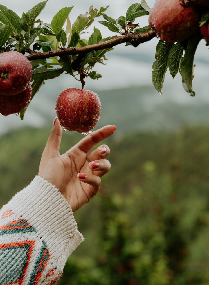 Buy Farm–fresh Super Chief Apples 5kgs (Grown at 6700 feet) | Bansal Orchards - My Pahadi Dukan - Superchief Apples Online