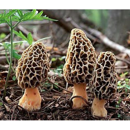 Buy Kashmiri Morel Mushrooms (Guchchi mushrooms) | Wild Valley Foods - My Pahadi Dukan - Mushroom Online