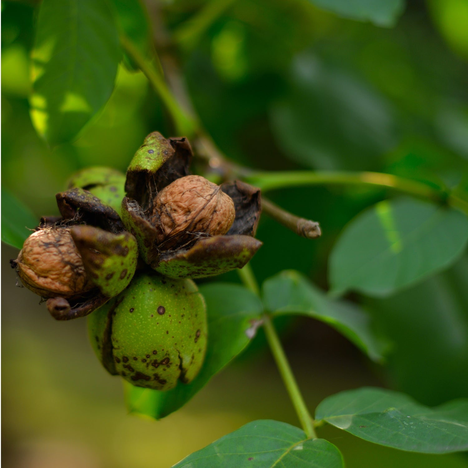 Buy Kashmiri Walnut Kernels Online | Brown Kashmiri Akhrot Price 