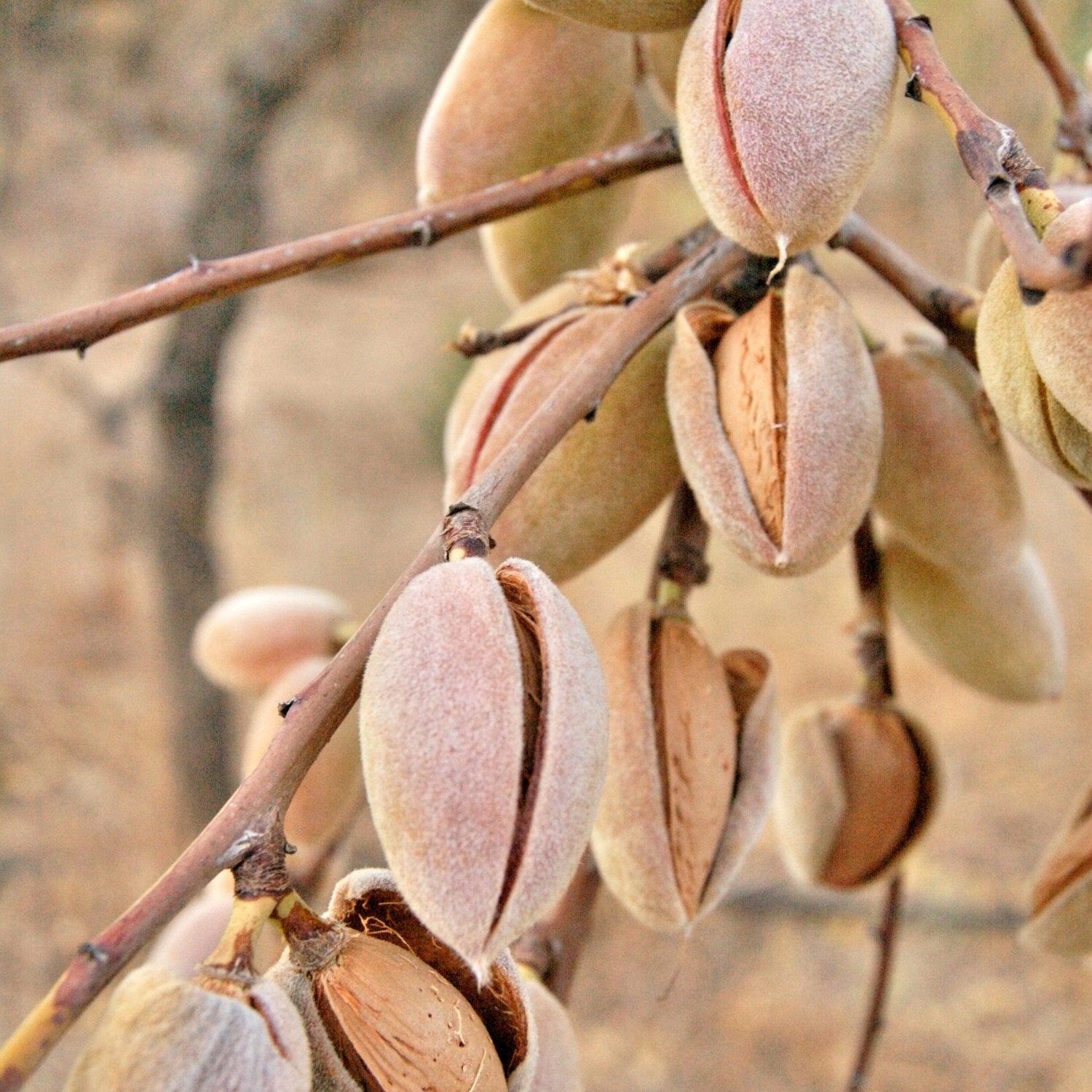 Buy Kashmiri Badam Online | Original Kashmiri Almonds Price | My Pahadi Dukan