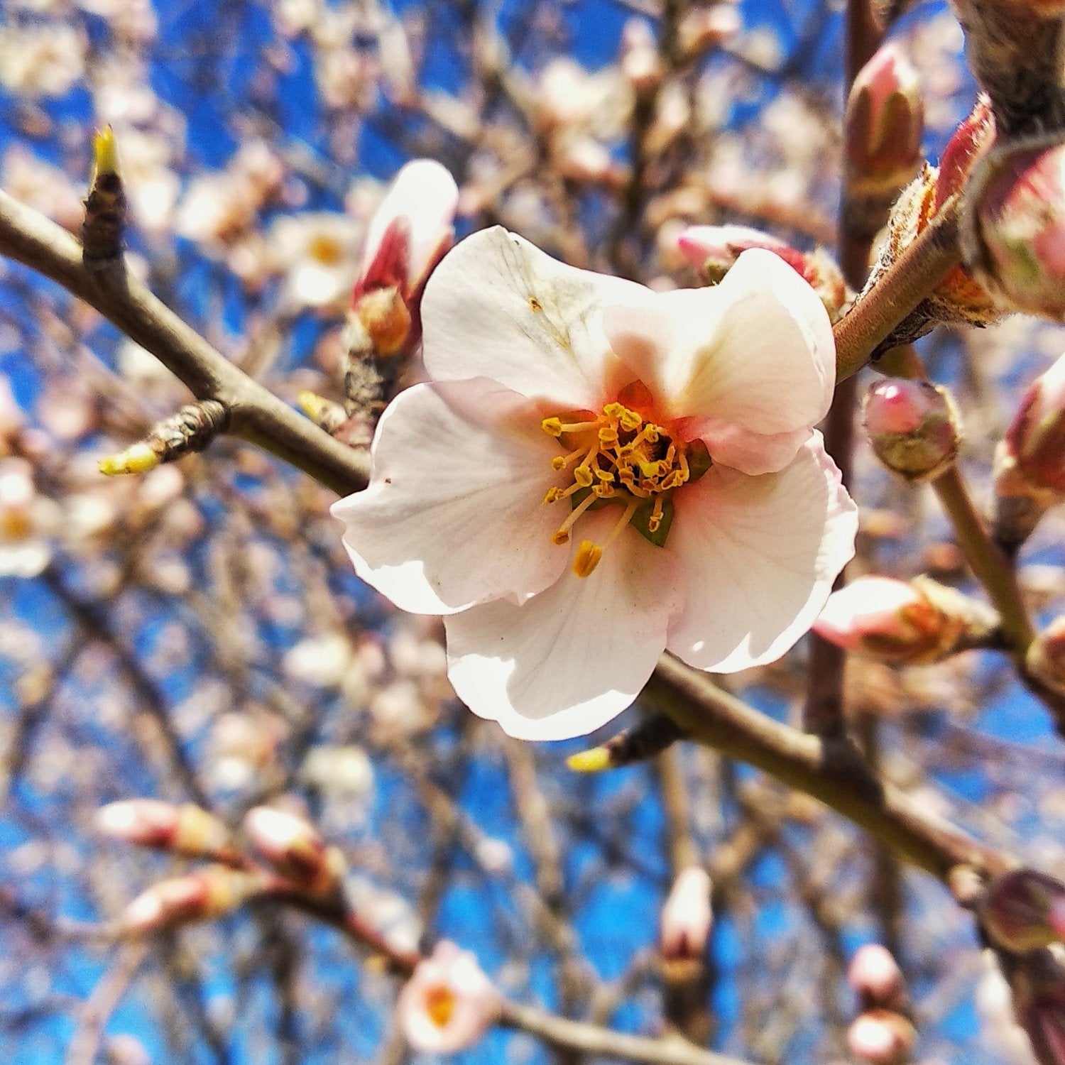Buy Kashmiri Badam Online | Kashmiri Almonds Flower | My Pahadi Dukan